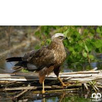 گونه سنقر تالابی Western Marsh Harrier